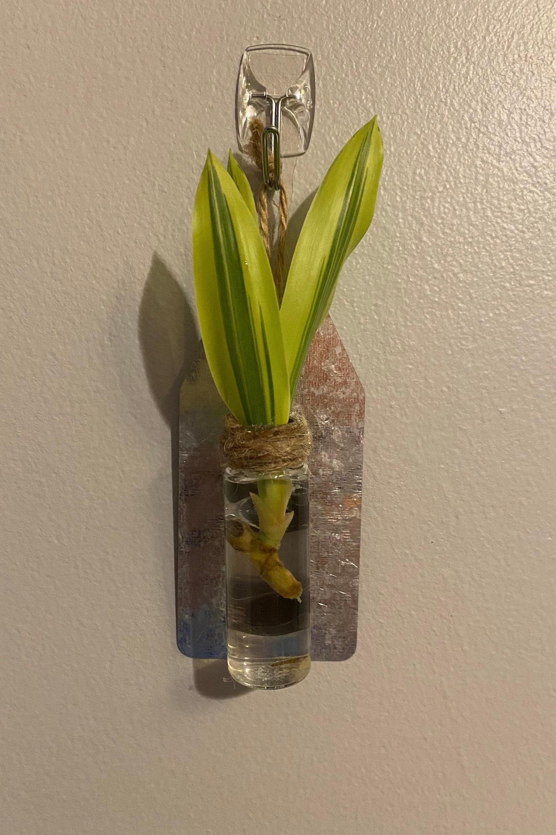 Cute Vase Plant Tag, Propagation, Party Favor, Decoration Etsy