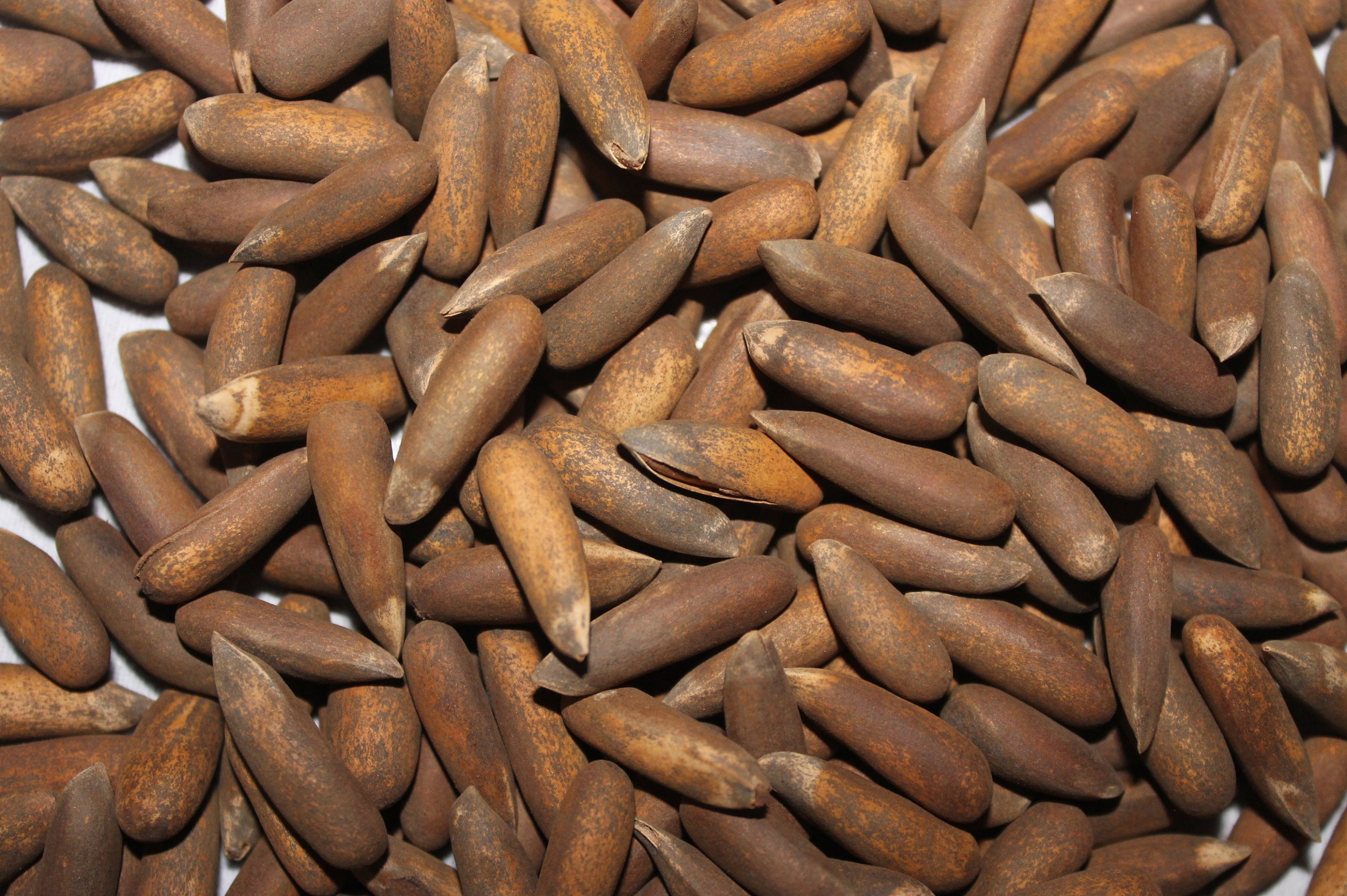 Afghanistan Nouvelle Saison 2022 Pignons de Pin | Jalghouz