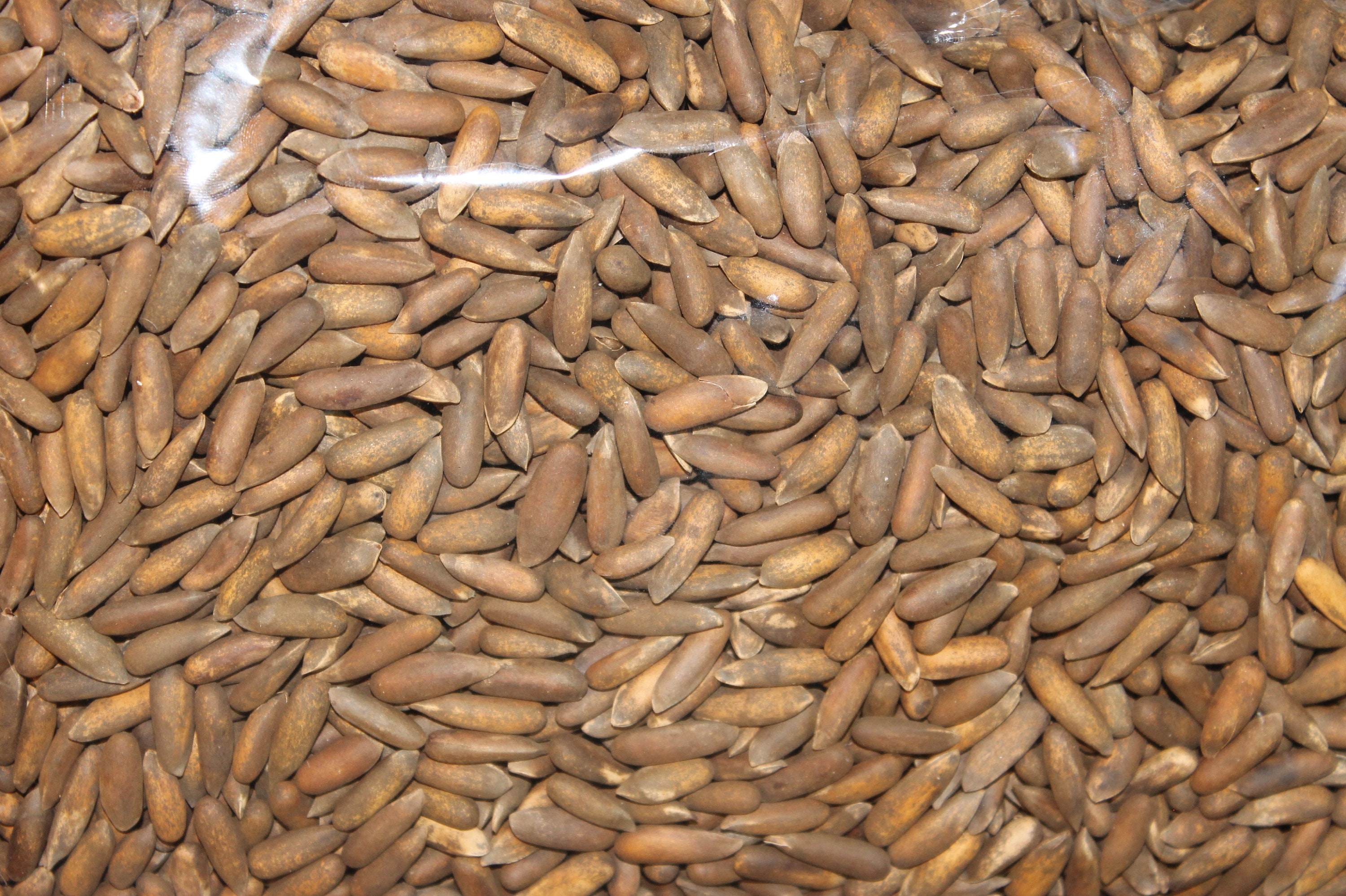 100 Grammes de Pignons Pin Frais Saison 2022 en Afghanistan | Jalghouz