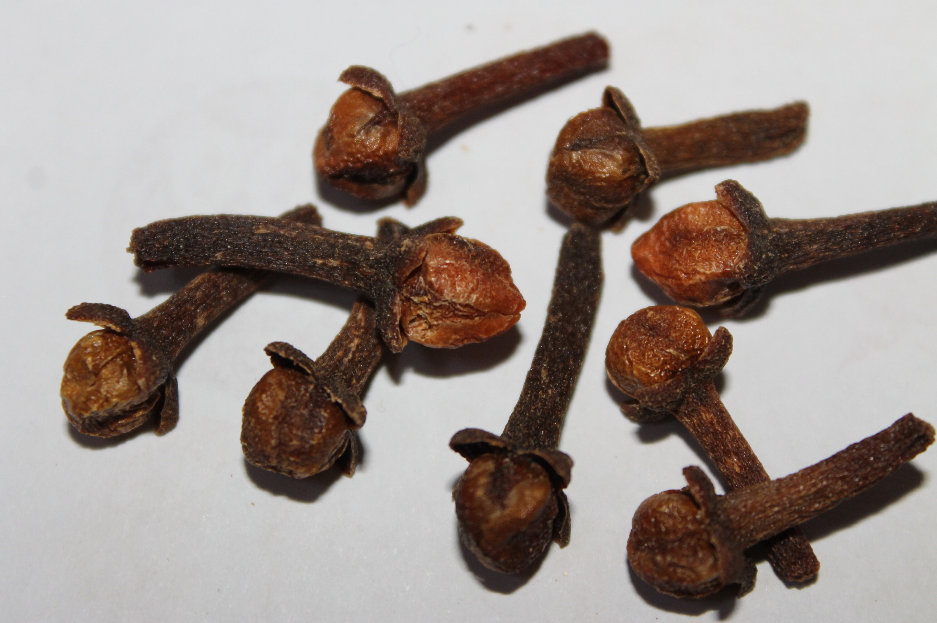 Clous de Girofle Biologique Afghani Haute Qualité Dans Le Monde Entier