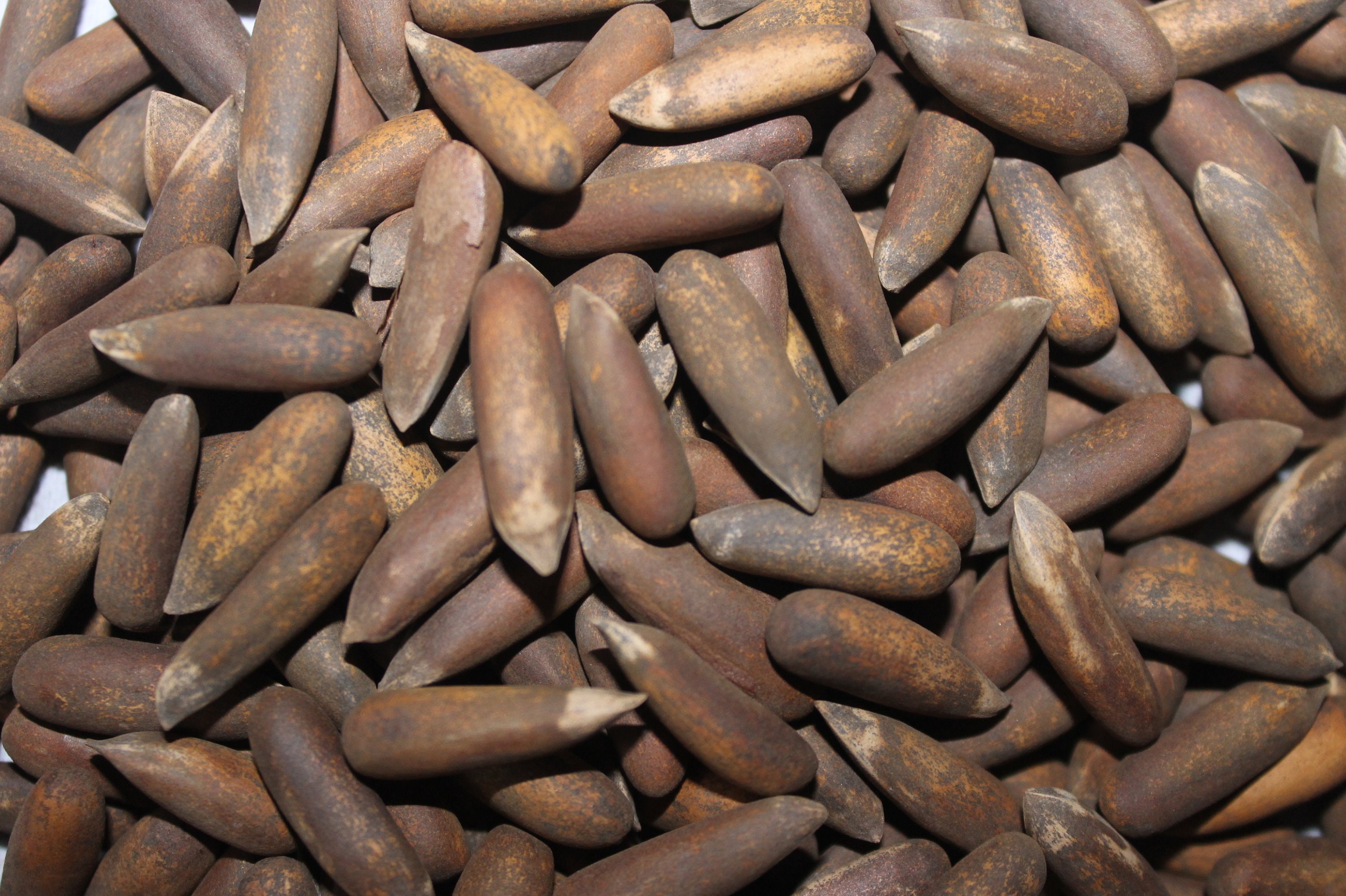 Pignons de Pin d'afghanistan Nouvelle Saison 2022 | Jalghouz