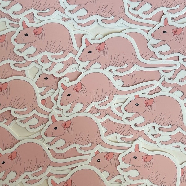 Hairless rat sticker | new design | rodent | vinyl