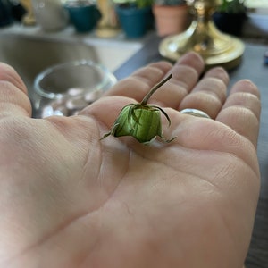 May include: A close-up of a dried green flower bud with a long stem, held in a person's hand.