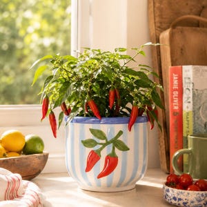 May include: A ceramic planter with a white and light blue vertical striped pattern, featuring a painted red chilli pepper design on the front. The planter holds a green chilli pepper plant with several bright red chilli peppers hanging from the branches.