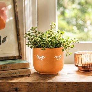 Puede incluir: Una maceta de cerámica color terracota con forma redondeada, que presenta un diseño pintado en blanco de dos ojos cerrados con pestañas. La maceta contiene una pequeña planta suculenta de hojas verdes con numerosas hojas diminutas.