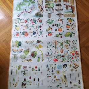 Può includere: Un poster educativo vintage intitolato "TA EN TOMA" con illustrazioni colorate di vari insetti, piante e frutti. Il poster è diviso in quattro sezioni, ognuna delle quali presenta un tema diverso. La sezione superiore rappresenta un baco da seta e il suo ciclo di vita, mentre la sezione inferiore presenta una varietà di insetti, tra cui farfalle, scarabei e cavallette.