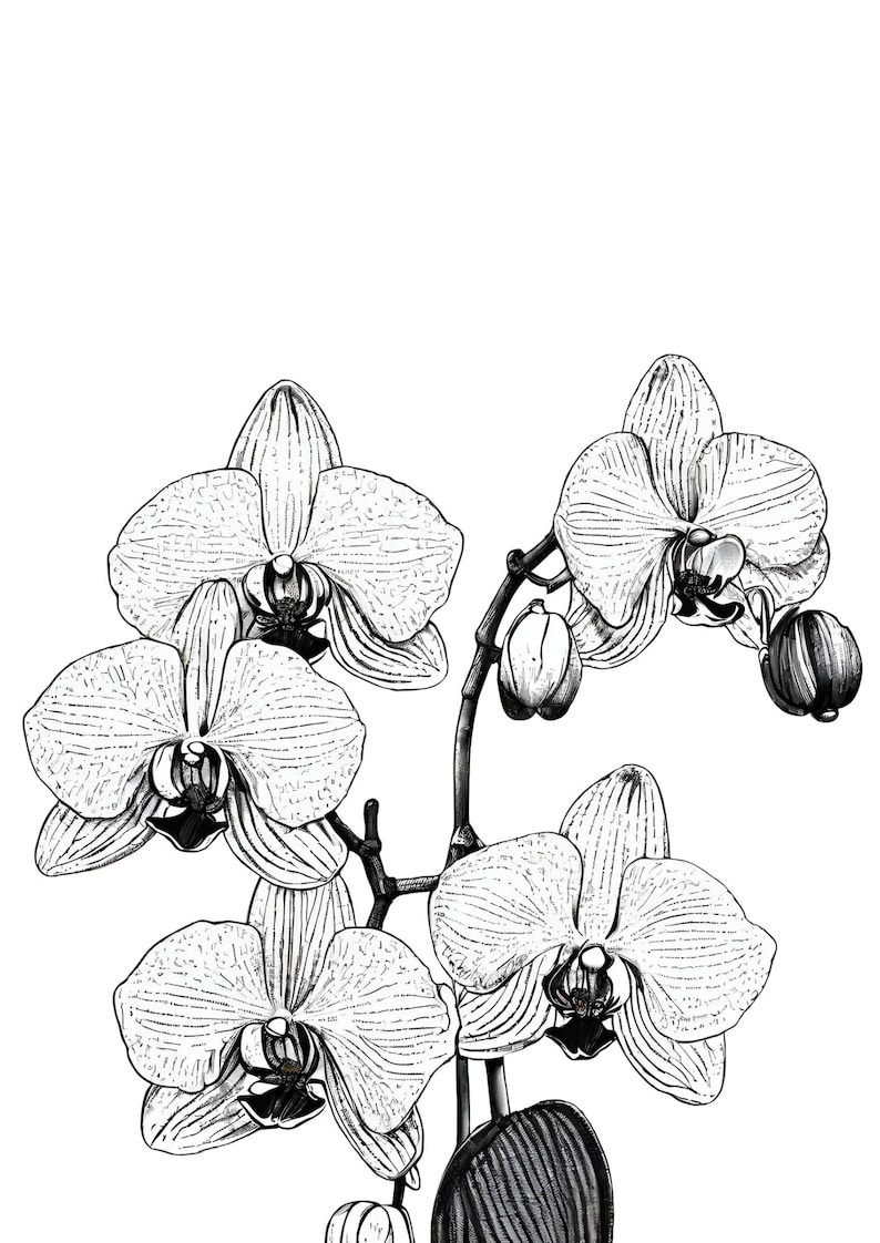 Printable Flower Drawings - Etsy