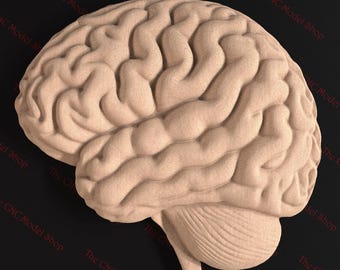 Realistic Brain 3D Relief STL File for CNC Router or 3D Printing | Vcarve | Aspire | Easel Pro | Carbide Create Pro | CNC router file