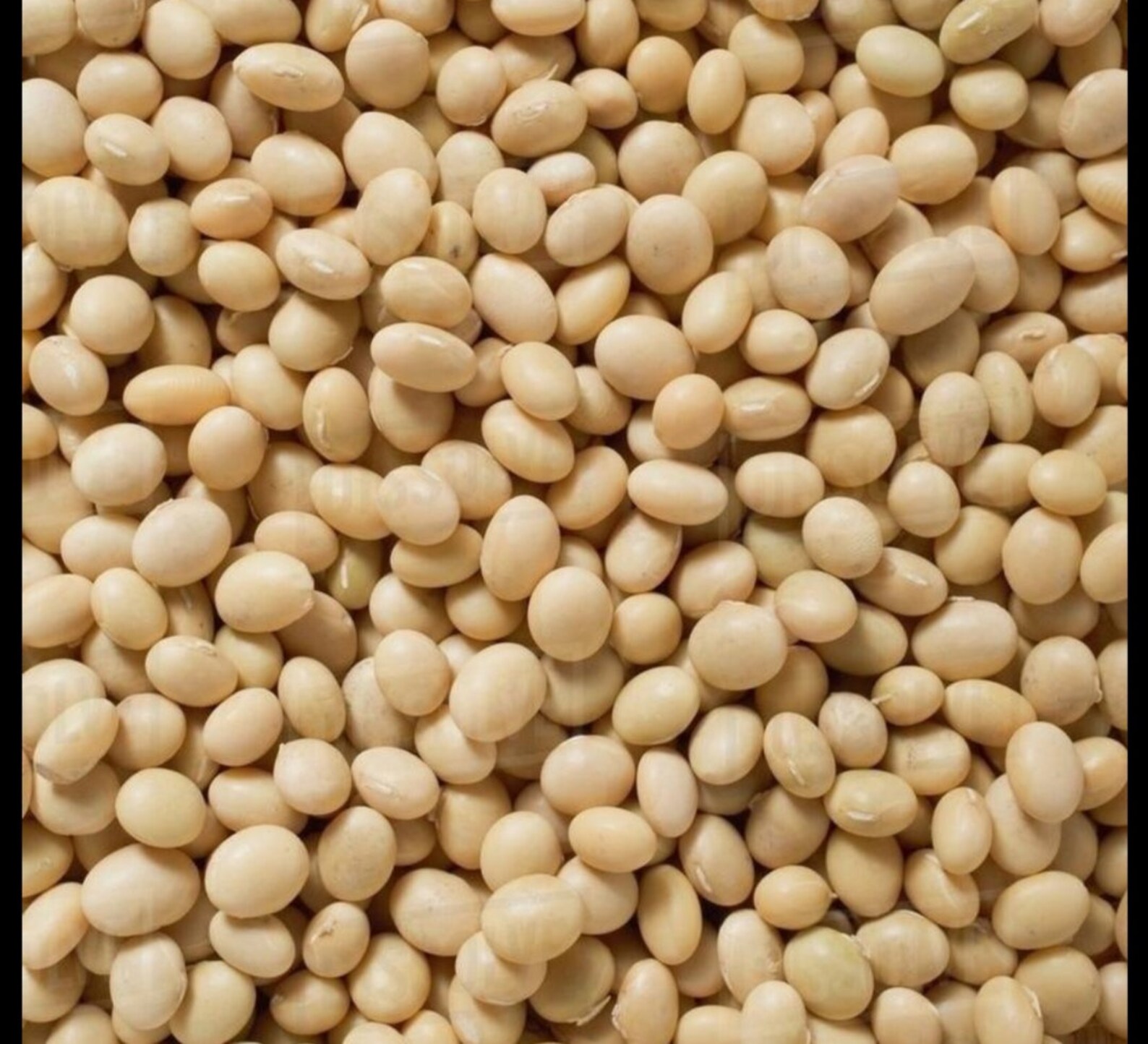 Soya Beans 1.5 Kg 8kg Top Op Premium Quality Etsy