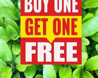 Leaf of Life plant - Miracle Leaf - Kalanchoe pinnata - Live Organic