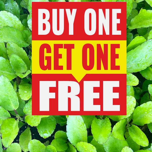 GET 1 FREE Leaf of Life plant - Miracle Leaf - Kalanchoe pinnata - Live Organic