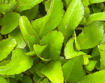 Miracle Leaf / Leaf of Life plant