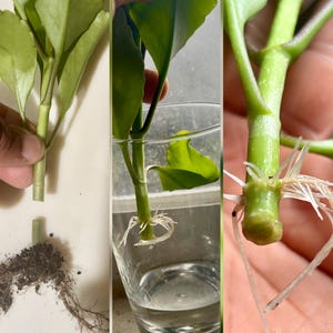 Leaf of Life plant - Miracle Leaf - Kalanchoe pinnata - Live Organic Bild 16