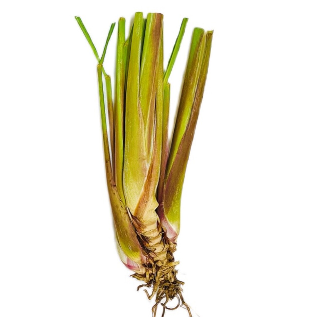 Organic Lemongrass Plant Etsy