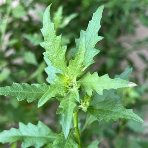 May include: A vibrant green plant featuring elongated, lance-shaped leaves with deeply serrated, jagged edges. The foliage displays a textured surface with prominent veins, radiating from a central stem, showcasing a natural, organic growth pattern.