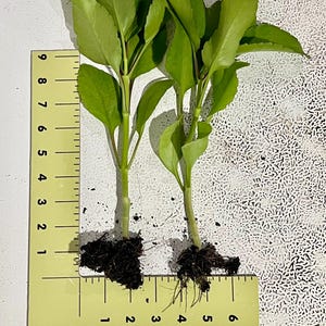Leaf of Life plant - Miracle Leaf - Kalanchoe pinnata - Live Organic Bild 2