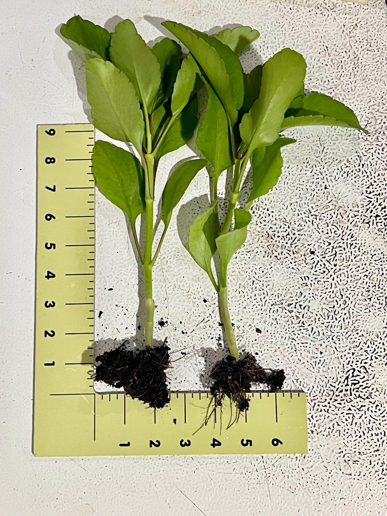 Leaf of Life plant - Miracle Leaf - Kalanchoe pinnata - Live Organic Bild 2