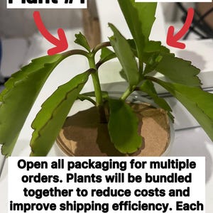 K&ouml;nnte beinhalten: Zwei gr&uuml;ne Pflanzen mit gezackten Bl&auml;ttern und r&ouml;tlichen Stielen, beschriftet mit Plant #1 und Plant #2 sowie roten Pfeilen. Der Text lautet: Open all packaging for multiple orders. Plants will be bundled together to reduce costs and improve shipping efficiency. Each is a separate rooted plant. Gently separate and plant individually.