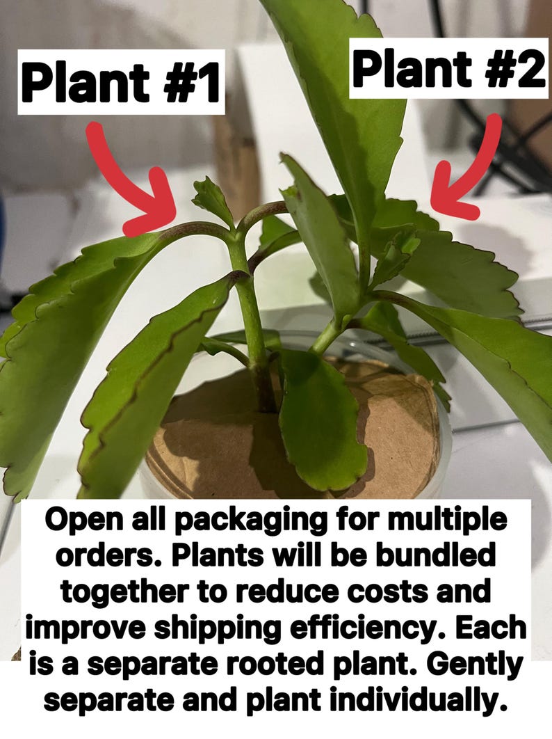 K&ouml;nnte beinhalten: Zwei gr&uuml;ne Pflanzen mit gezackten Bl&auml;ttern und r&ouml;tlichen Stielen, beschriftet mit Plant #1 und Plant #2 sowie roten Pfeilen. Der Text lautet: Open all packaging for multiple orders. Plants will be bundled together to reduce costs and improve shipping efficiency. Each is a separate rooted plant. Gently separate and plant individually.