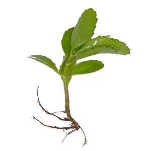 Organic Leaf of Life plant