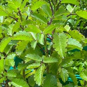 K&ouml;nnte beinhalten: Eine Kalanchoe pinnata Pflanze mit leuchtend gr&uuml;nen, gezackten Bl&auml;ttern, die markante dunkelbraune oder r&ouml;tliche R&auml;nder aufweisen. Das sukkulente Laub wirkt feucht mit kleinen Wassertropfen auf der Oberfl&auml;che und wird von stabilen, aufrechten St&auml;ngeln getragen.