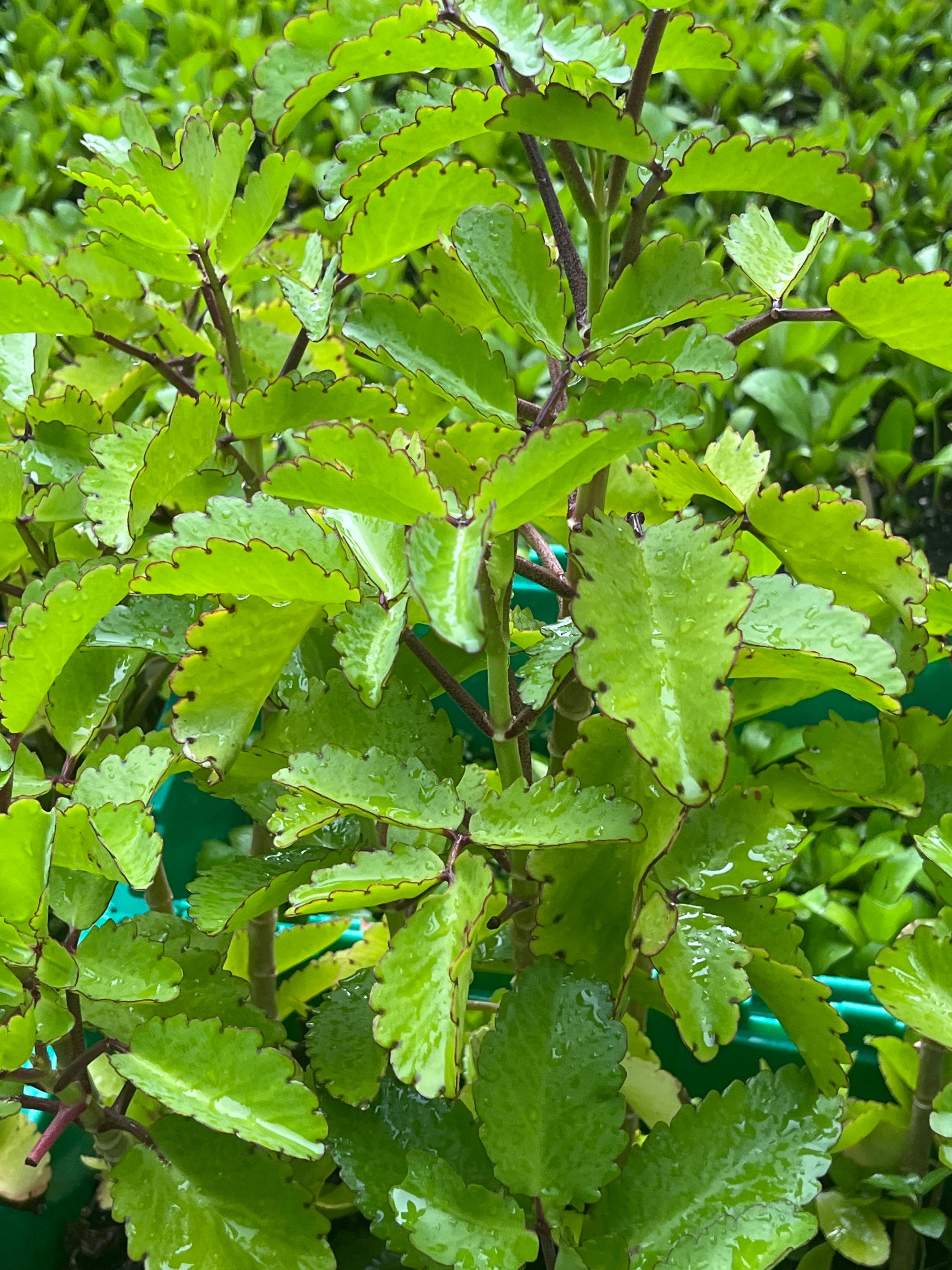 Miracle Leaf / Leaf of Life Plant - Etsy Israel