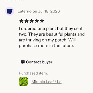 Leaf of Life plant - Miracle Leaf - Kalanchoe pinnata - Live Organic Bild 3
