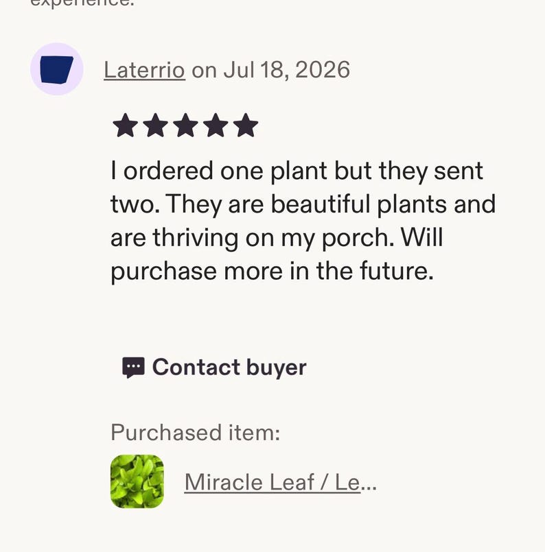 Leaf of Life plant - Miracle Leaf - Kalanchoe pinnata - Live Organic Bild 3