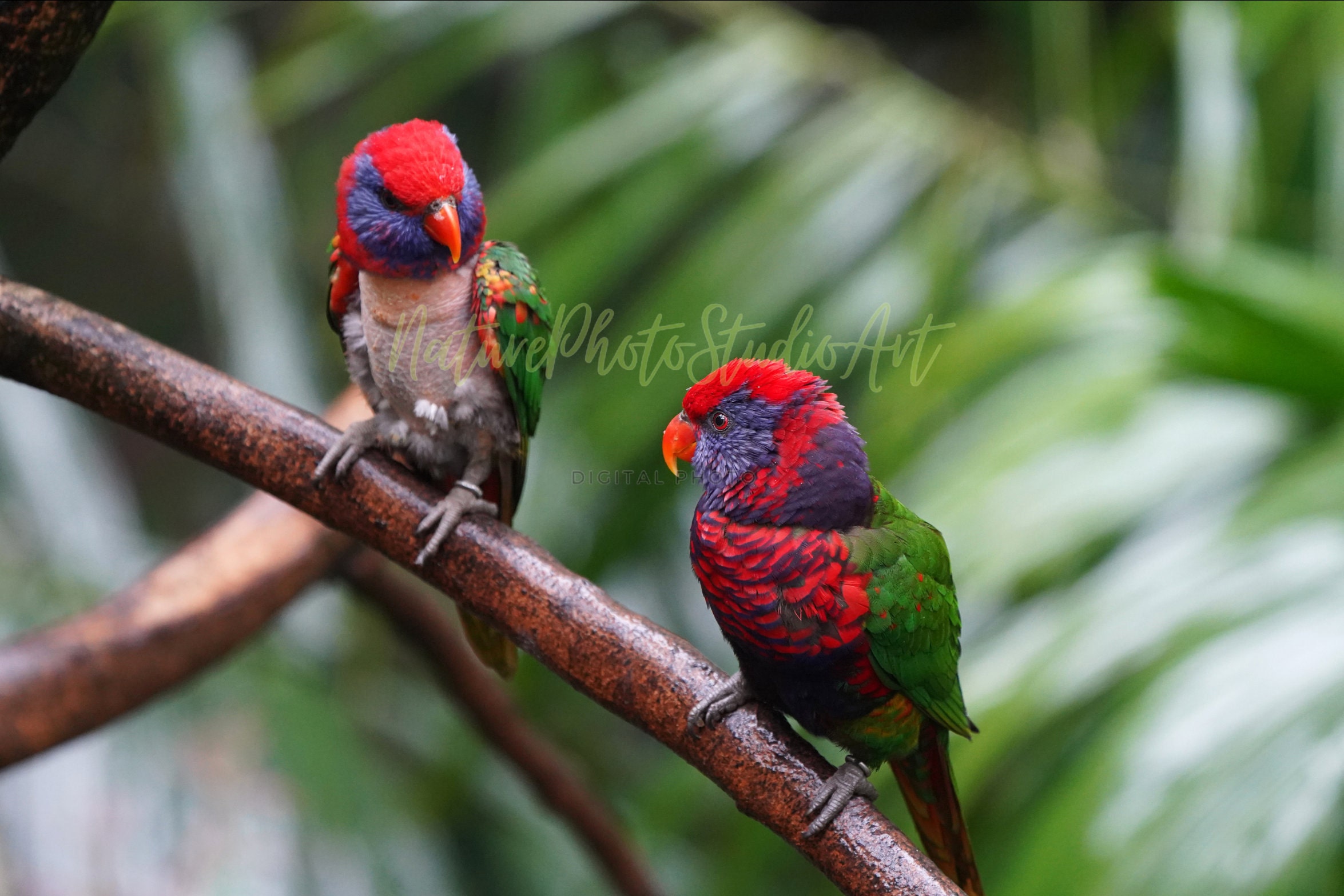 Eos Histrio Digital Photo Download Etsy