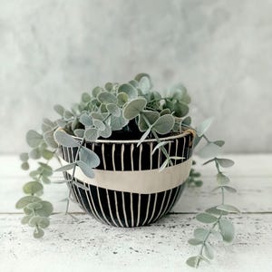 May include: A black and white striped ceramic planter with a leafy green plant inside. The planter has a rounded shape and a white rim.