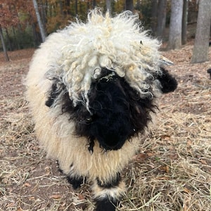 May include: A Valais Blacknose sheep with a black face and legs, and a fluffy white and tan body. The sheep stands in a field with dry grass and fallen leaves, with trees in the background.