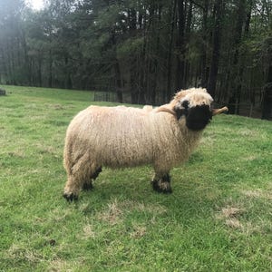 May include: A fluffy white sheep with black face markings stands in a grassy field. The sheep has long, curly horns and is looking to the right.