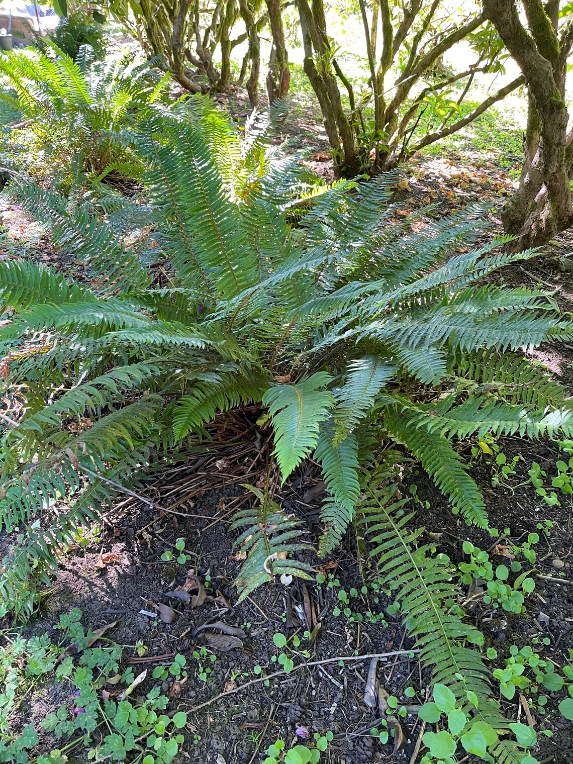 Beautiful Western Sword Fern Polystichum munitum Etsy