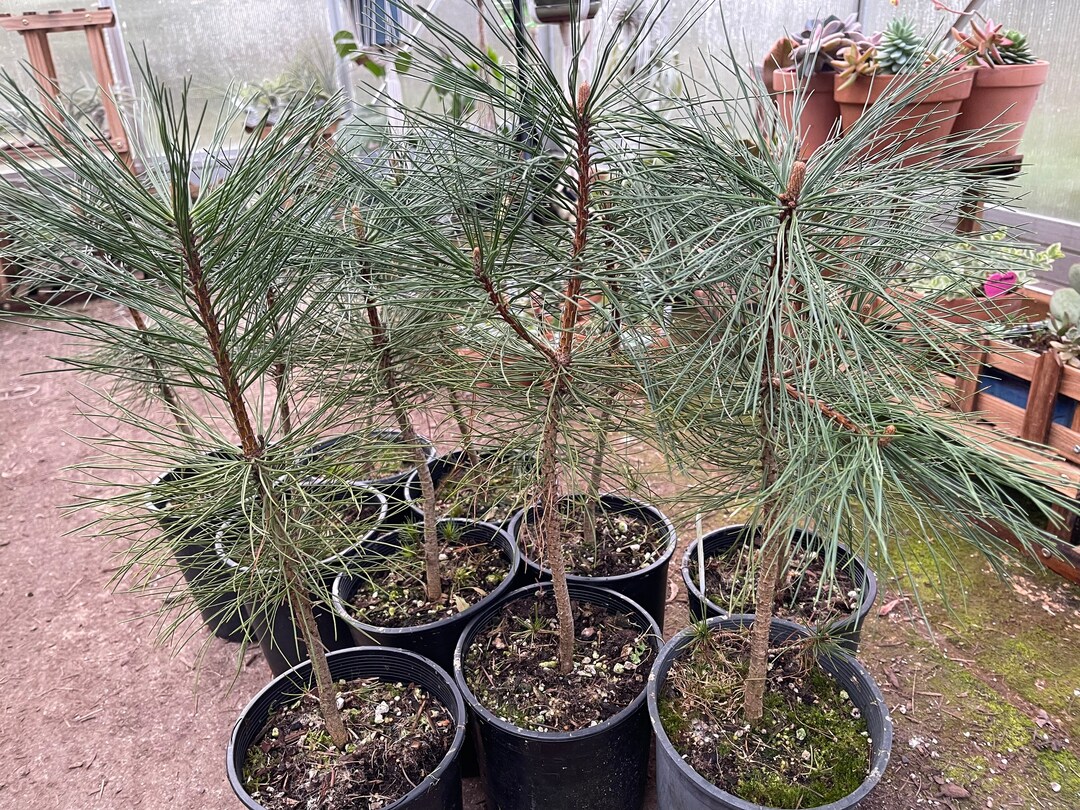 Western Willamette Valley Ponderosa Seedling/ Sapling Pinus Ponderosa