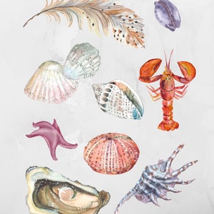 Op de afbeelding: Waterverf schilderij van verschillende schelpen, een kreeft, een zeester, een zee-egel en een veer. De schelpen zijn in tinten roze, wit, blauw en bruin. De kreeft is rood en oranje. De zeester is paars. De zee-egel is roze en wit. De veer is bruin en wit.