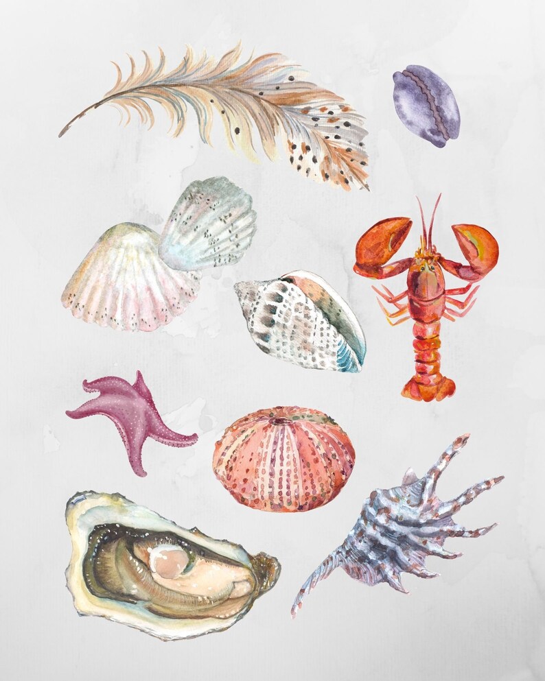 Op de afbeelding: Waterverf schilderij van verschillende schelpen, een kreeft, een zeester, een zee-egel en een veer. De schelpen zijn in tinten roze, wit, blauw en bruin. De kreeft is rood en oranje. De zeester is paars. De zee-egel is roze en wit. De veer is bruin en wit.