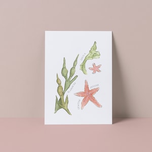 Op de afbeelding: Een aquarel illustratie van verschillende zeedieren, waaronder een zeester, zeewier en een soort alg genaamd "Zeesla". De illustratie is voorzien van de Nederlandse namen voor elk organisme.