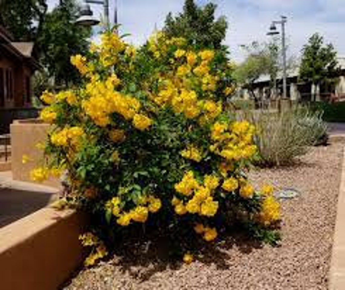 Gold Star Esperanza plant Small Swipe right Grown in Texas Gold Star Esperanza plant Small Swipe right Grown in Texas
