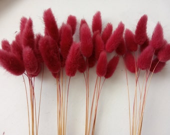 20 stems Lagurus Pink Thulian Dried Bunny Tails for Home decor Creative Projects Lagurus grass for wall table decoration Dried Flower Gift