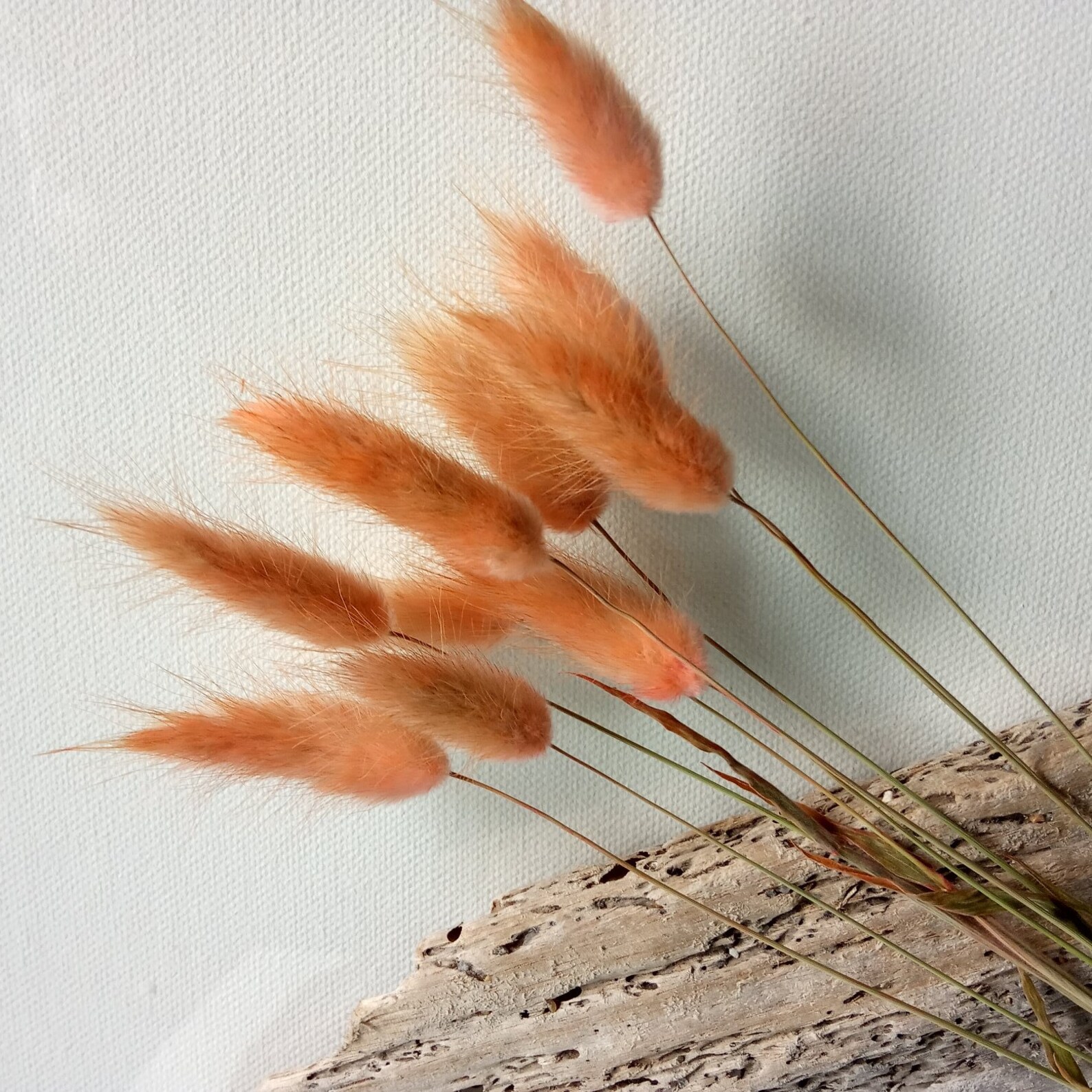 10st. Lagurus Orange Dried Bunny Tails for Home decor Creative Etsy