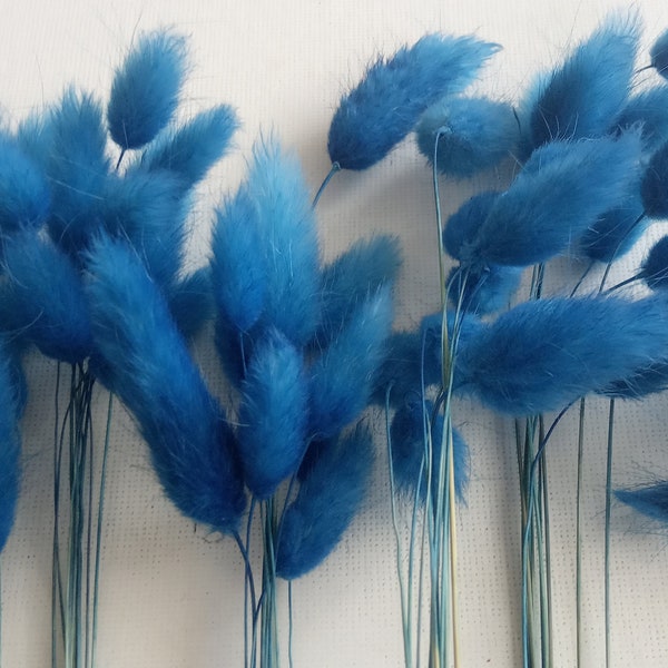 10 stems Lagurus Azur Dried Bunny Tails for Home decor Creative Projects Lagurus grass for wall table decoration and Dried Flower Gift