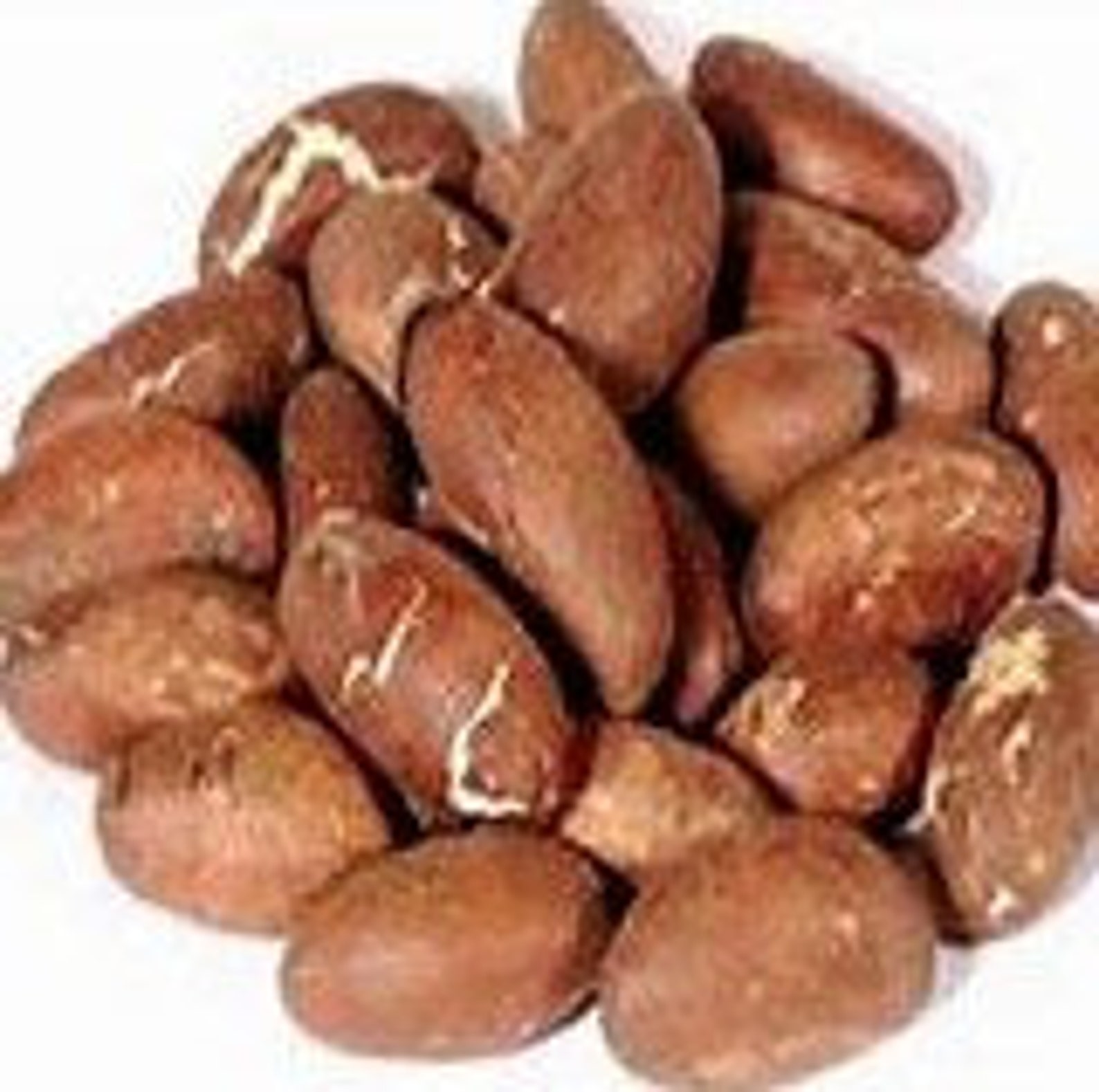 8 OZ Bitter Kola Nuts 100 Natural Garcinia Kola Oganic Etsy