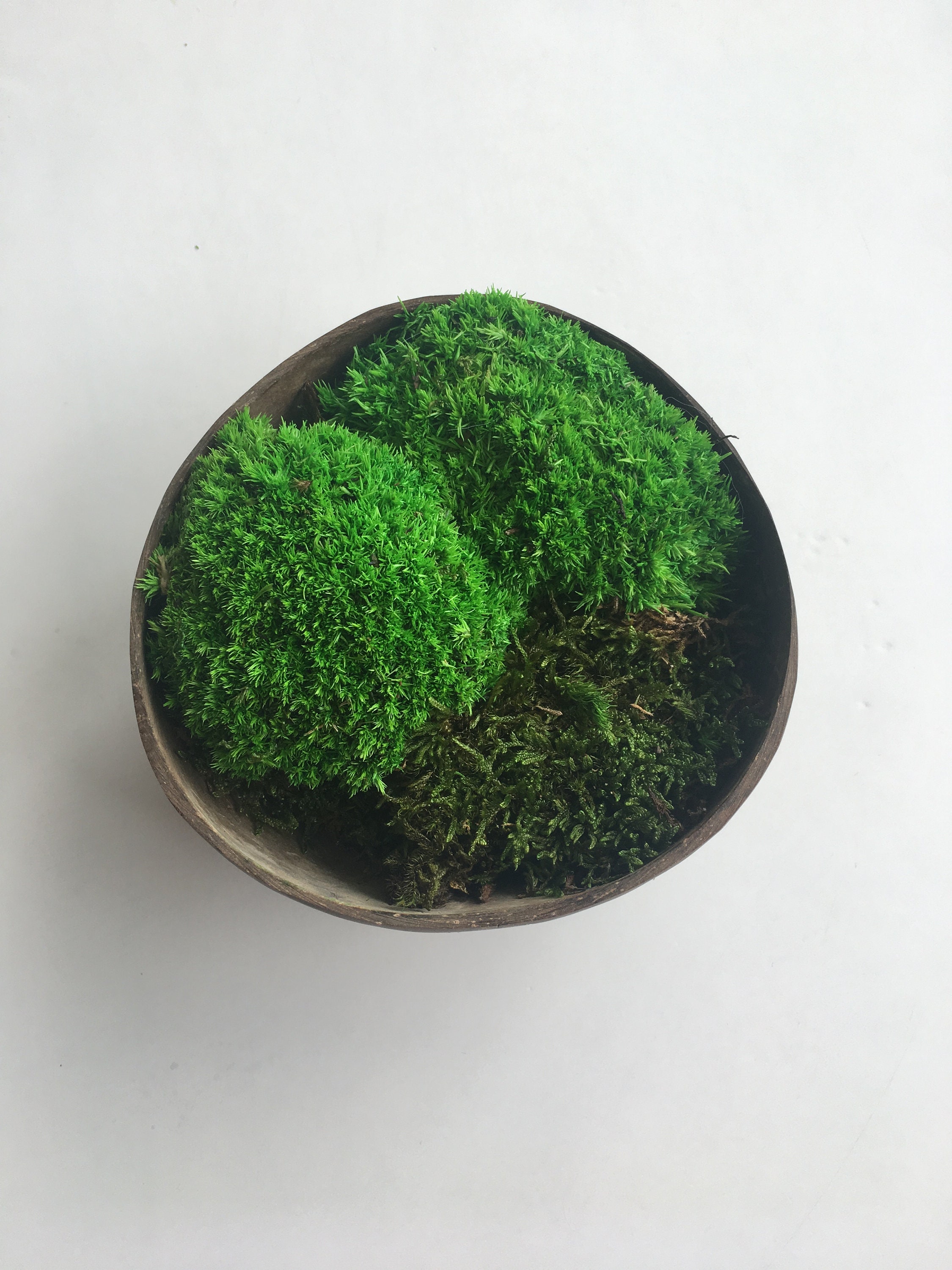 Bol Noix de Coco Végétal, Cadre Preserved Moss Frame