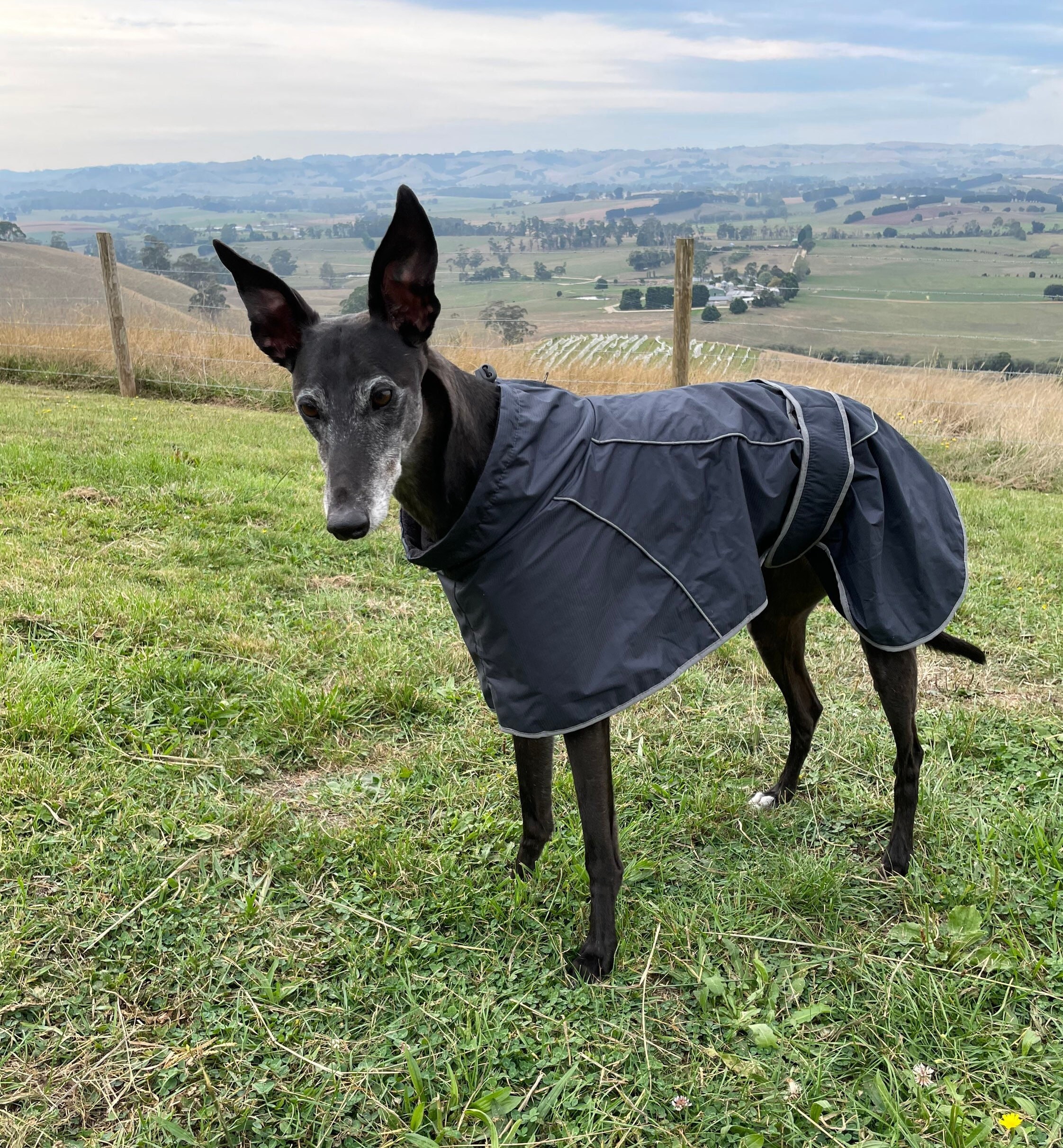 Lightweight dog raincoat australia 2025