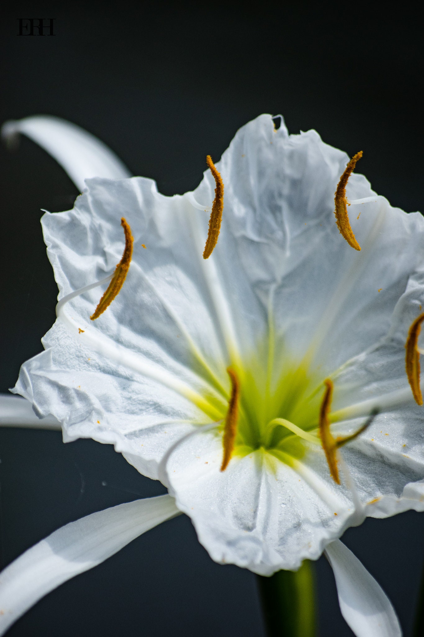 Cahaba Lily Cahaba River AL Print Etsy