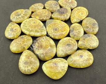 Natural Ammonite Cabochon shell gemstone, Fossil Cabochon Jewelry - Ammonite Fossil Cabochon, Multi Jewelry Making Stone, Loose Gemstone Lot