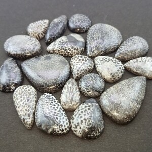 May include: A collection of 16 fossilized coral cabochons in various shapes and sizes. The cabochons are a mix of black and white with a speckled pattern.