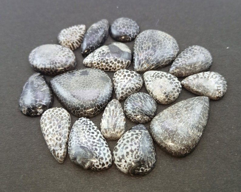 May include: A collection of 16 fossilized coral cabochons in various shapes and sizes. The cabochons are a mix of black and white with a speckled pattern.