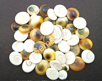 May include: A pile of approximately 30 oval-shaped, polished, white and brown seashells with a spiral pattern. The shells are about 1 inch in diameter.