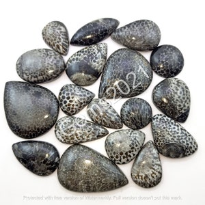 May include: A collection of 15 fossilized coral cabochons in various shapes and sizes. The cabochons are a mix of gray and black with a textured surface.